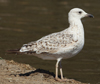 Larus armenicus